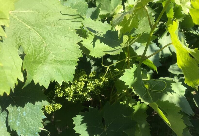 Tiny Casa Mobile House