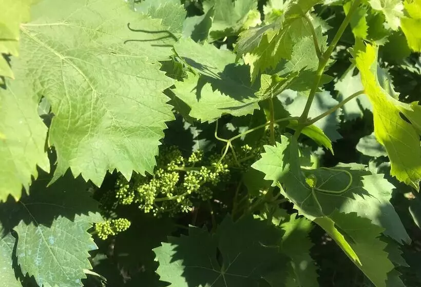 Tiny Casa   Mobile House