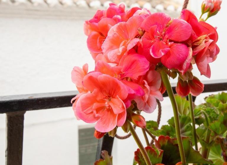 La Casa De Sally  Vèlez Blanco