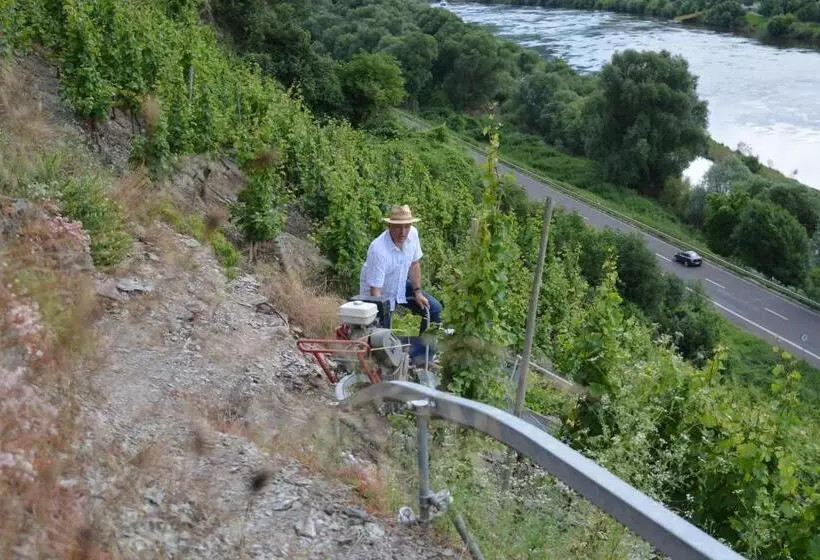 Weingutpension Günther Scholtes