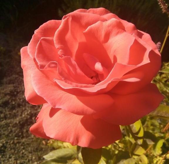 Hamilton's Place Bed And Breakfast