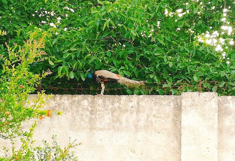 تختخواب و صبحانه Calle Dei Saraceni