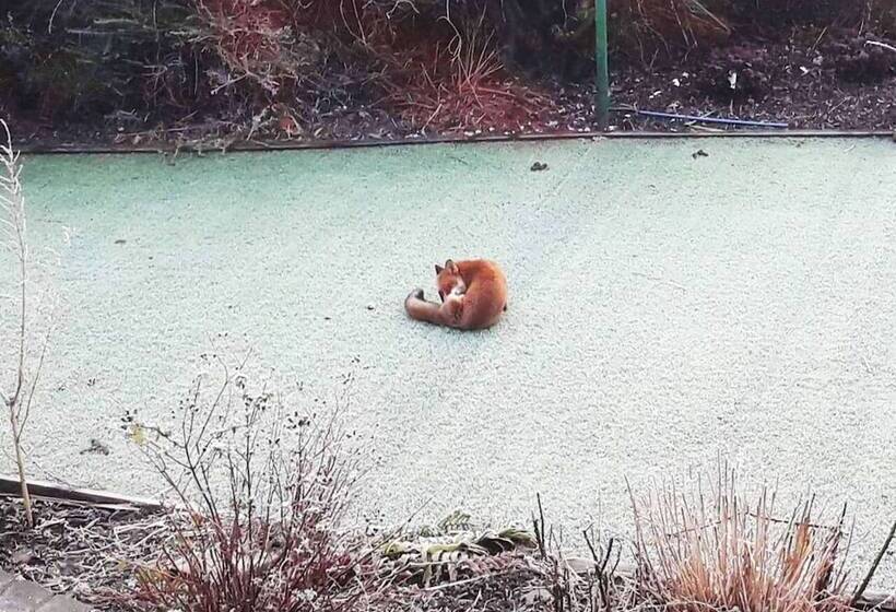 پانسیون Glasgow Emo