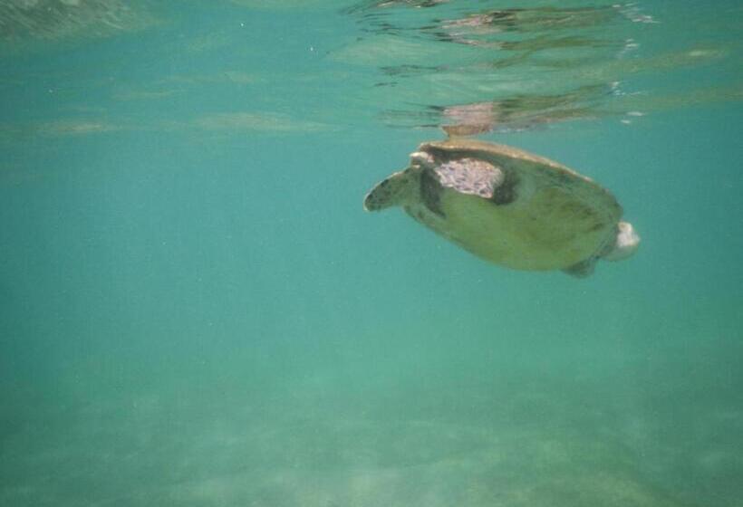 בית מלון כפרי Turtle Bay Beach Resort
