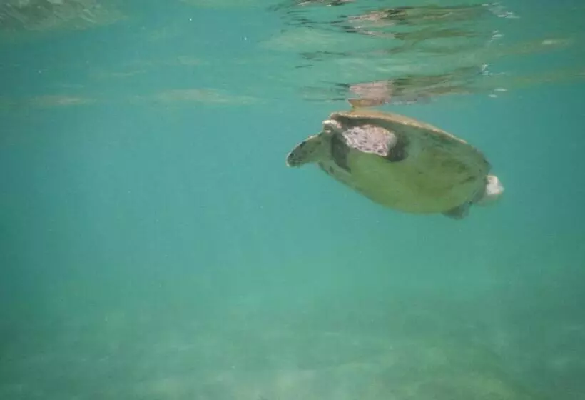 هتل Turtle Bay Beach Resort