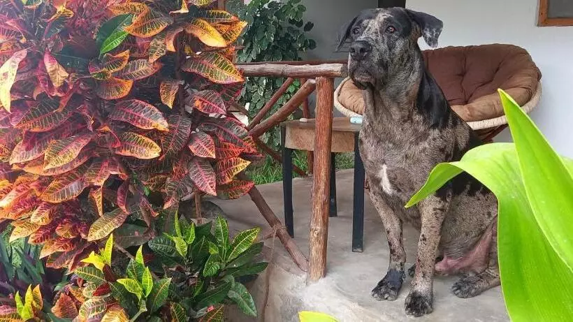 ベッドアンドブレックファースト Morningstar Bungalows Zanzibar