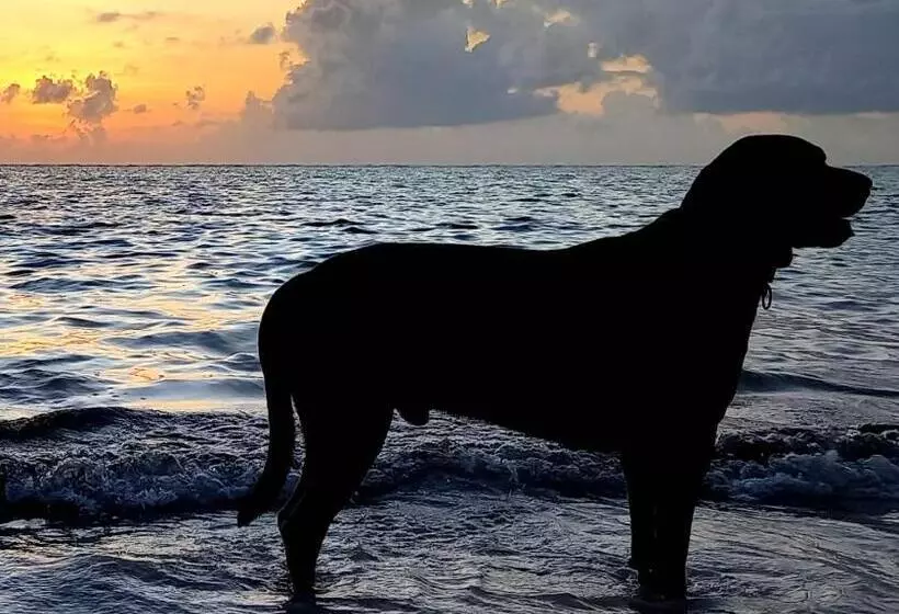 ベッドアンドブレックファースト Morningstar Bungalows Zanzibar