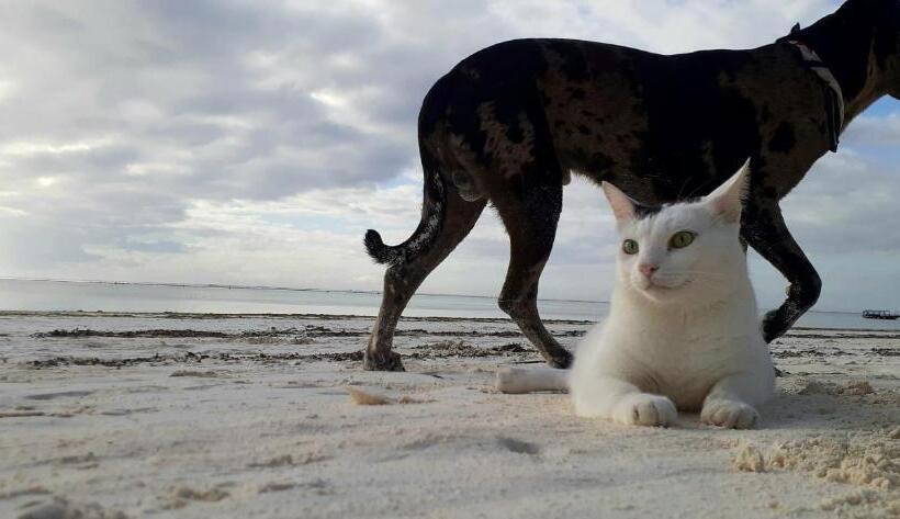 مبيت وإفطار Morningstar Bungalows Zanzibar