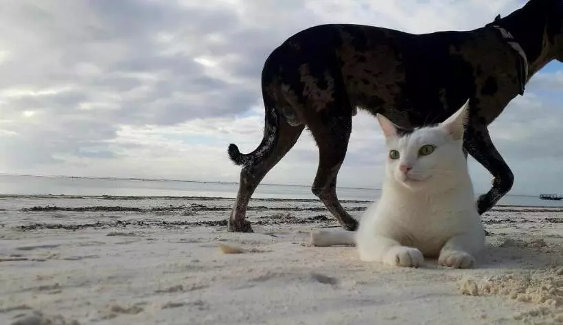 ベッドアンドブレックファースト Morningstar Bungalows Zanzibar