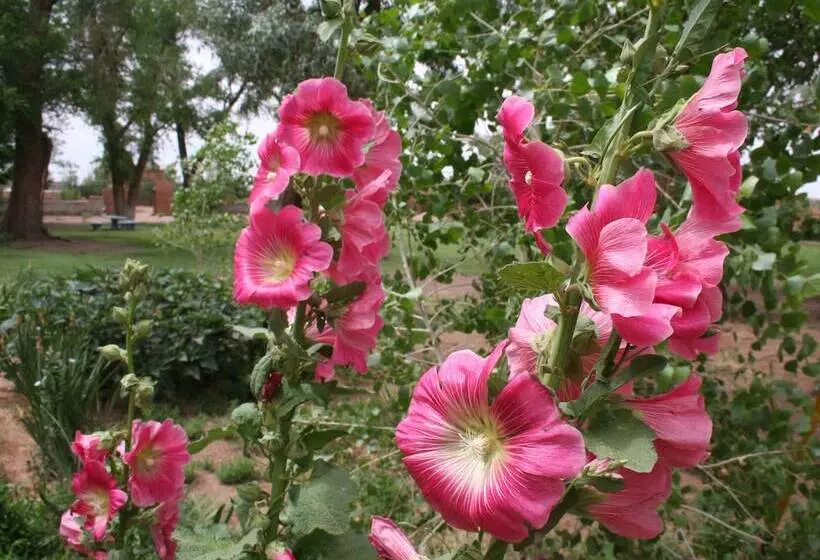 Курорт La Posada Hotel And Gardens