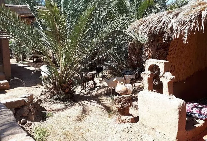 هتل The Palm Grove
