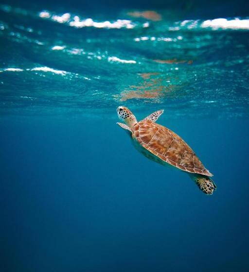 The Palm Leaf Apartments