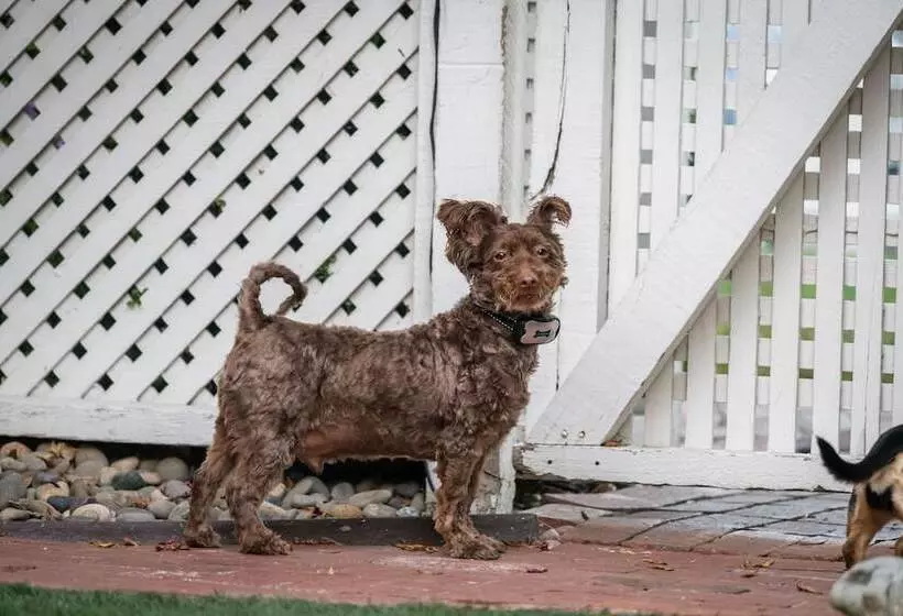 酒店 Madison Street Inn B&b