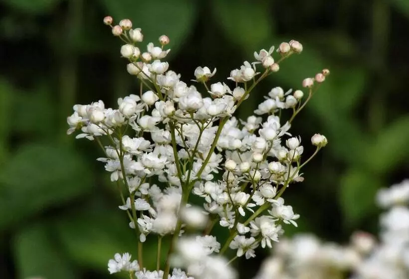 Mccaffrey House Bed And Breakfast Inn