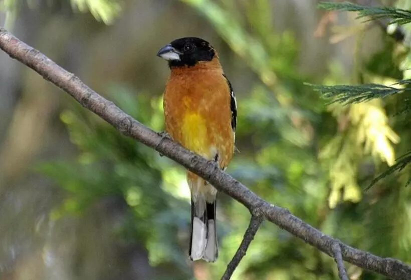 Mccaffrey House Bed And Breakfast Inn