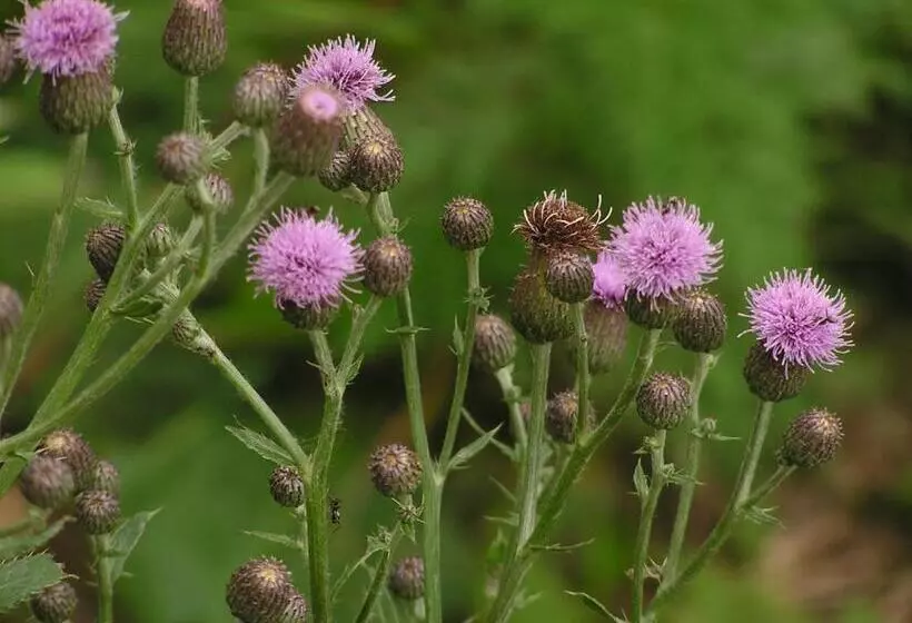 Mccaffrey House Bed And Breakfast Inn