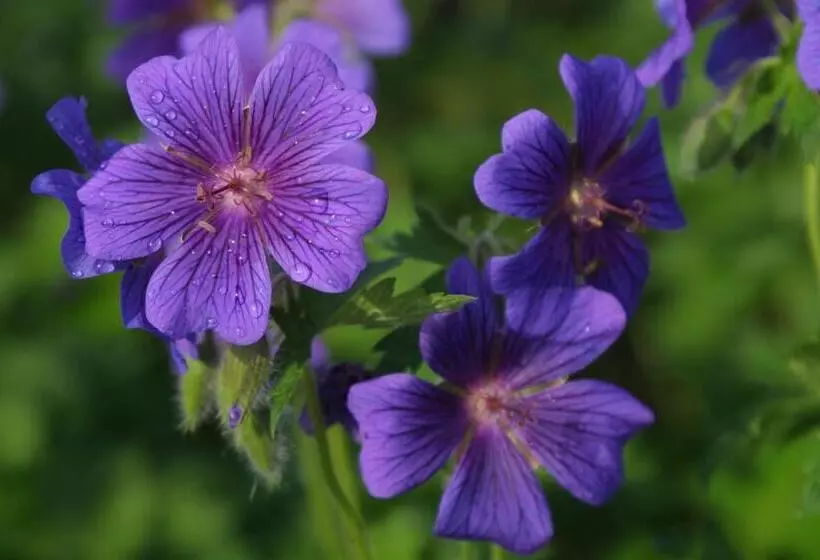 Mccaffrey House Bed And Breakfast Inn