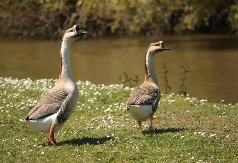 ベッドアンドブレックファースト Suite Souplex Château Côte De Nacre