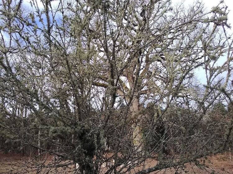 بنسيون L'atelier Du Grison