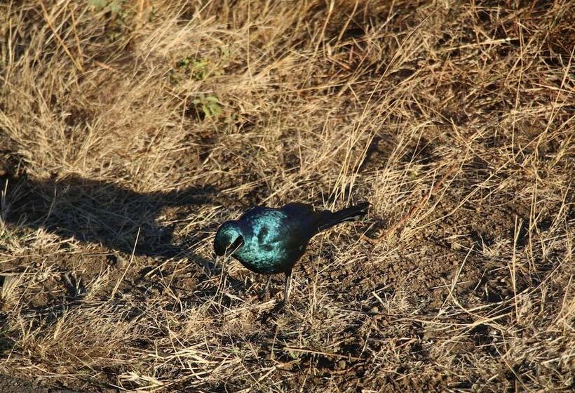 Pension Kruger Castle Guest House