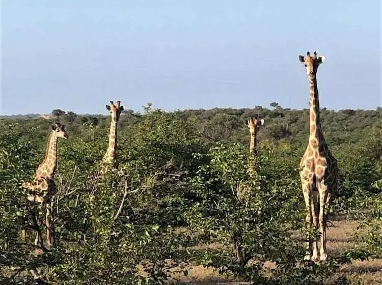 ペンション Kruger Castle Guest House