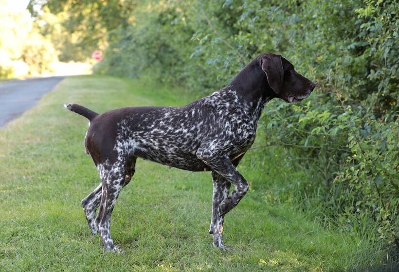 膳宿费 Relais De Chasse La Chaignaie