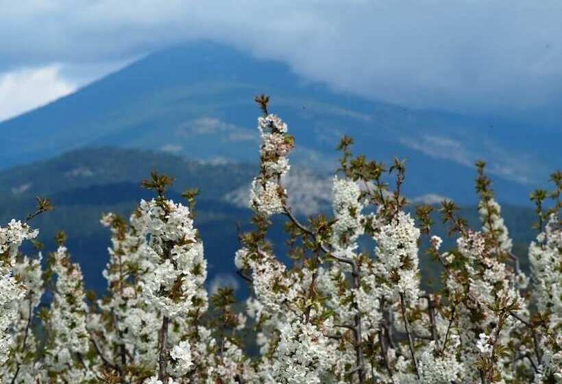 Bed and Breakfast Le Mas De La Lause