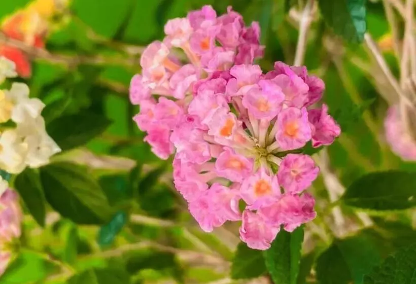 Hotelli The Linux Garden