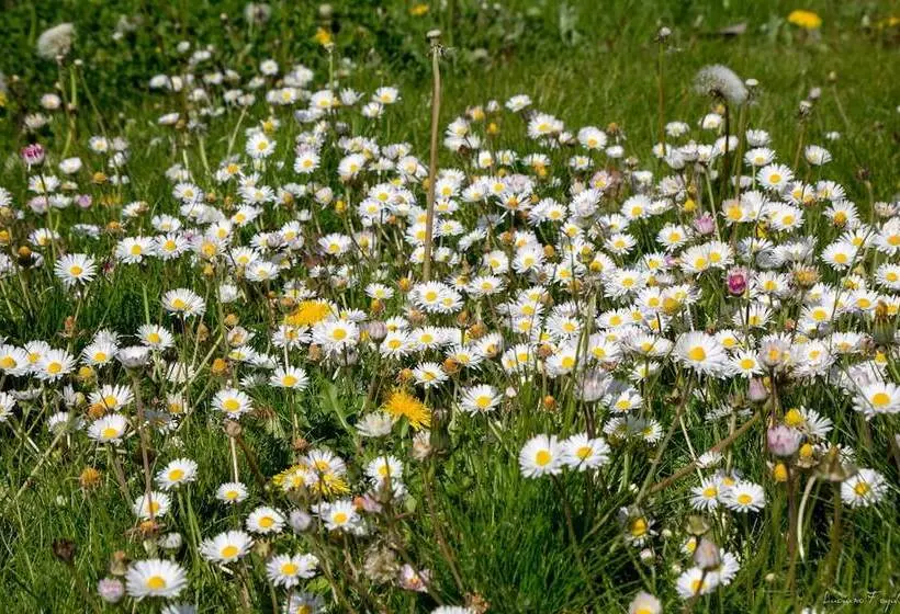 Majatalo La Ferme Du Vieux Moulin