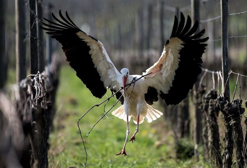 Un Balcon Sur Les Toits