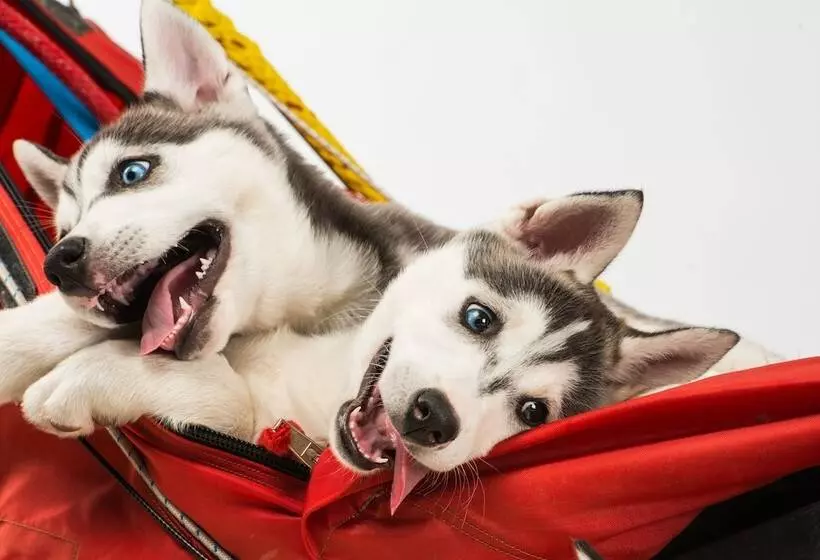 Hüttenhotel Husky Lodge