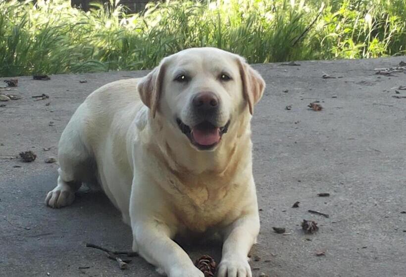 교외 호텔 Agriturismo Tra Serra E Lago