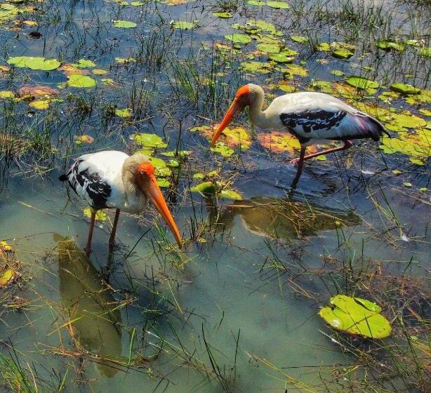 Hotel Igabara Hobbit House
