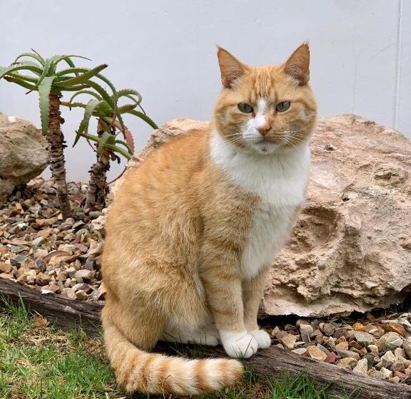 צימר Always Summer Guesthouse