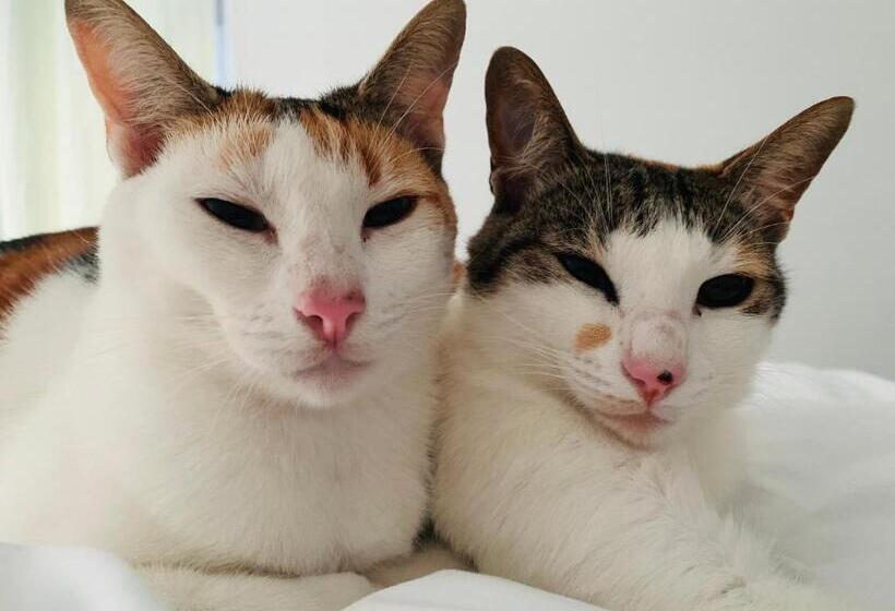 צימר Always Summer Guesthouse