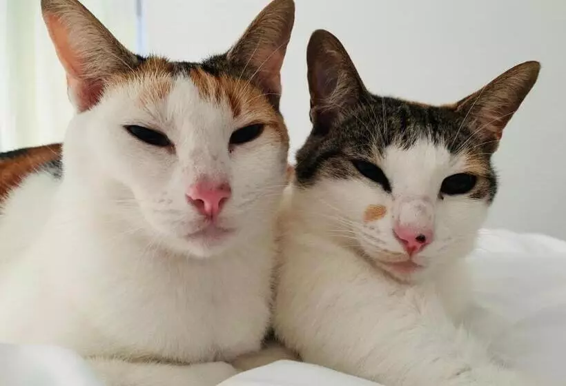 ベッドアンドブレックファースト Always Summer Guesthouse