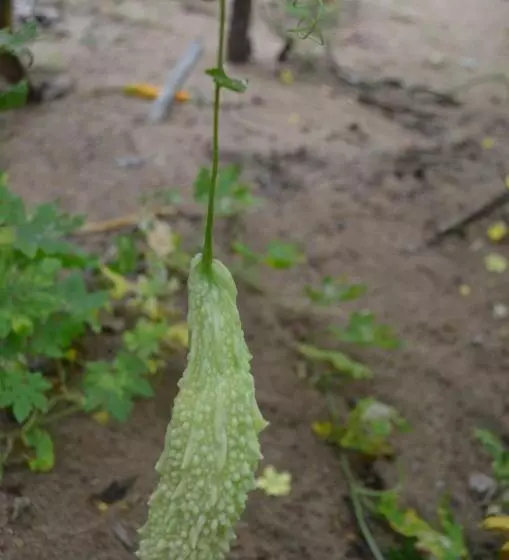 Majatalo Agro Village Resort , Kalpitiya