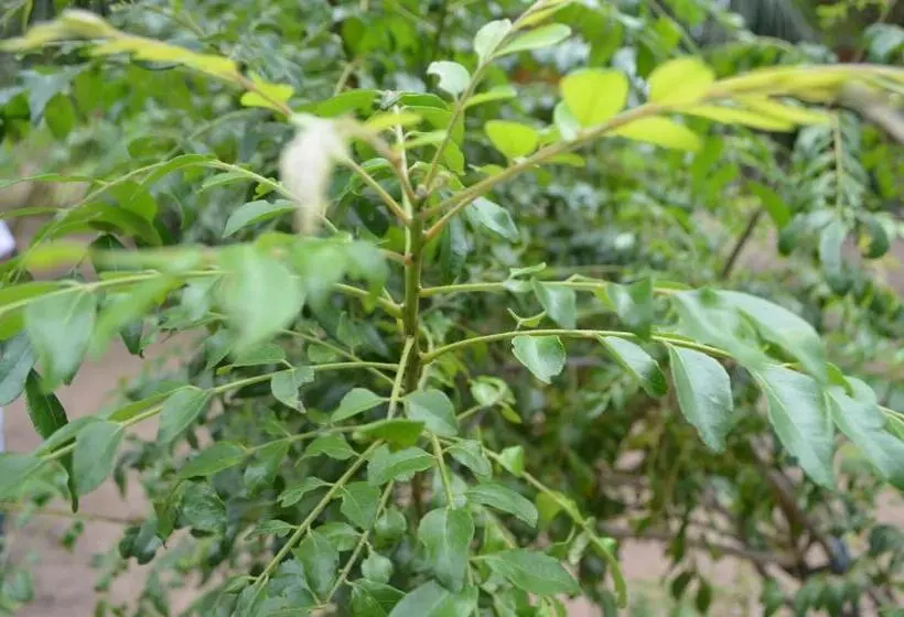 Majatalo Agro Village Resort , Kalpitiya