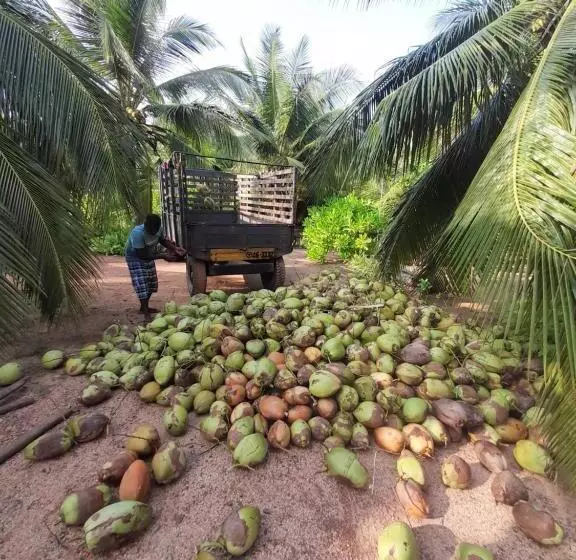 Majatalo Agro Village Resort , Kalpitiya