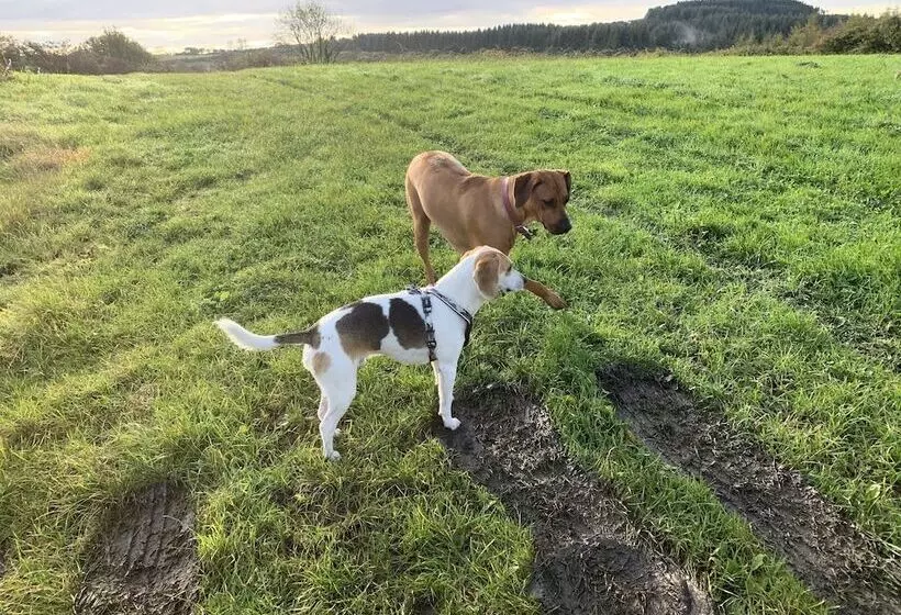 Aamiaismajoitus (B&B) Beudy Bach