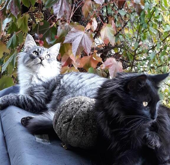 צימר Mas La Pomarede