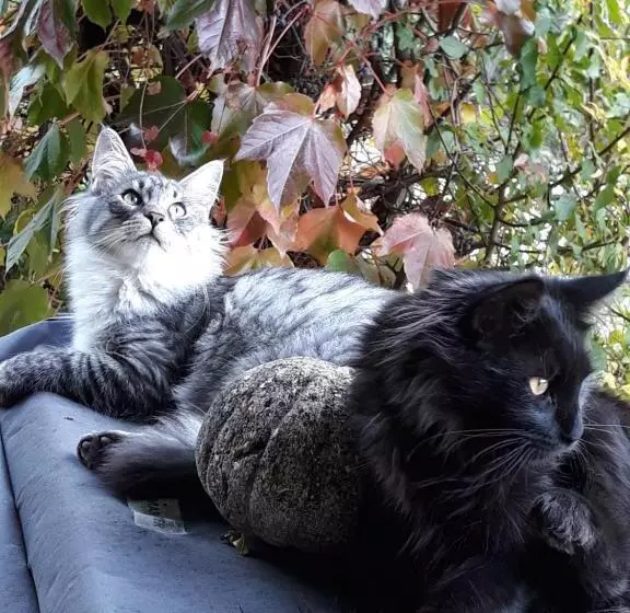 Aamiaismajoitus (B&B) Mas La Pomarede