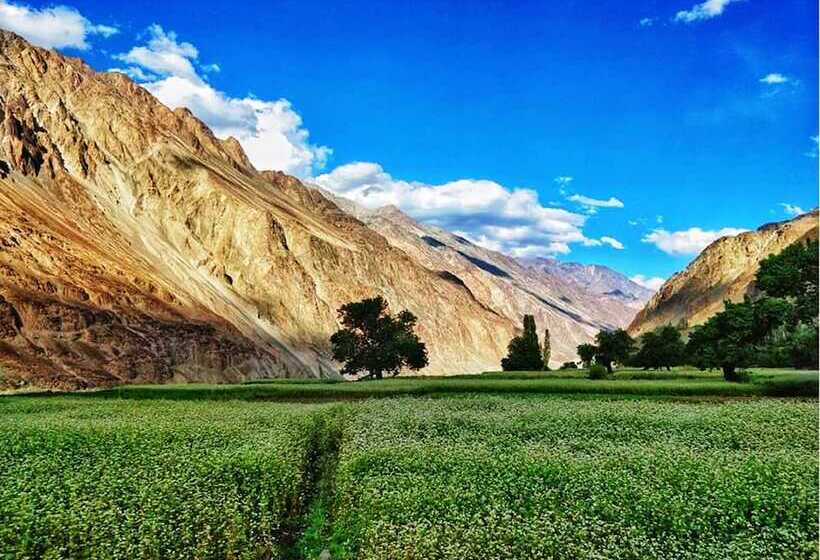 Hotel Tih Buckwheat Root Camp   Turtuk