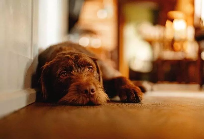 ベッドアンドブレックファースト Wheatacre White Lion