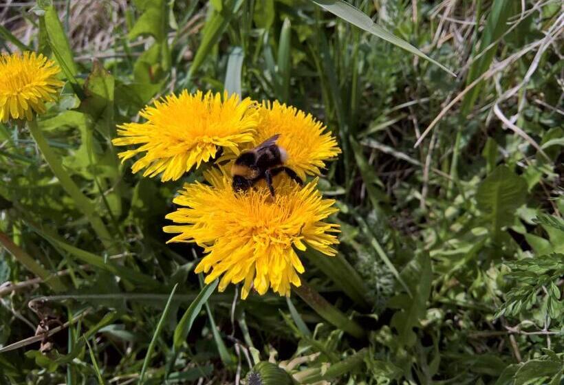 هتل Corona Ferrea