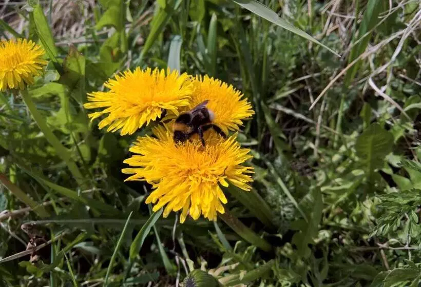 هتل Corona Ferrea