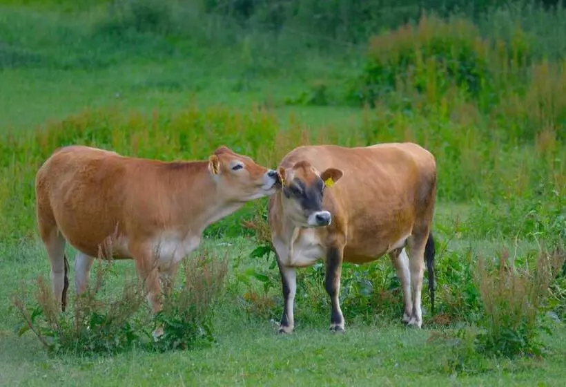 Hotelli Golchener Hof