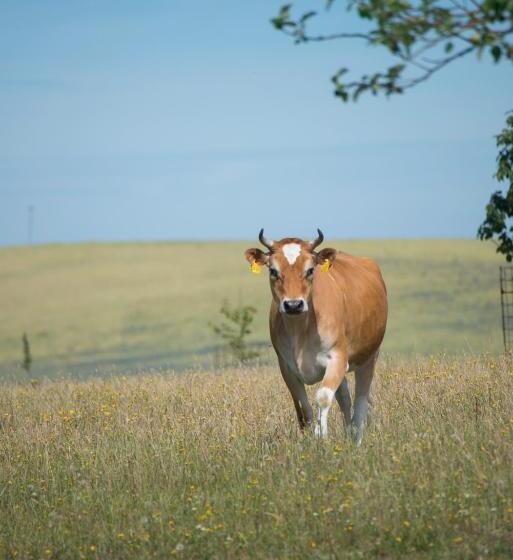 호텔 Golchener Hof