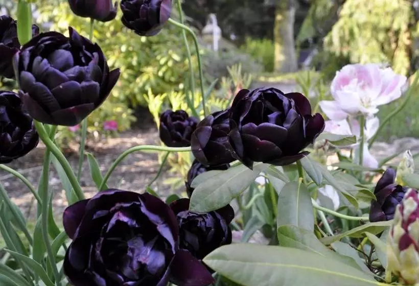 ホテル Lundsgaard Bed & Breakfast