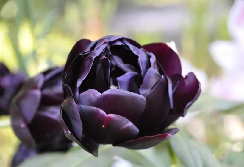 ホテル Lundsgaard Bed & Breakfast